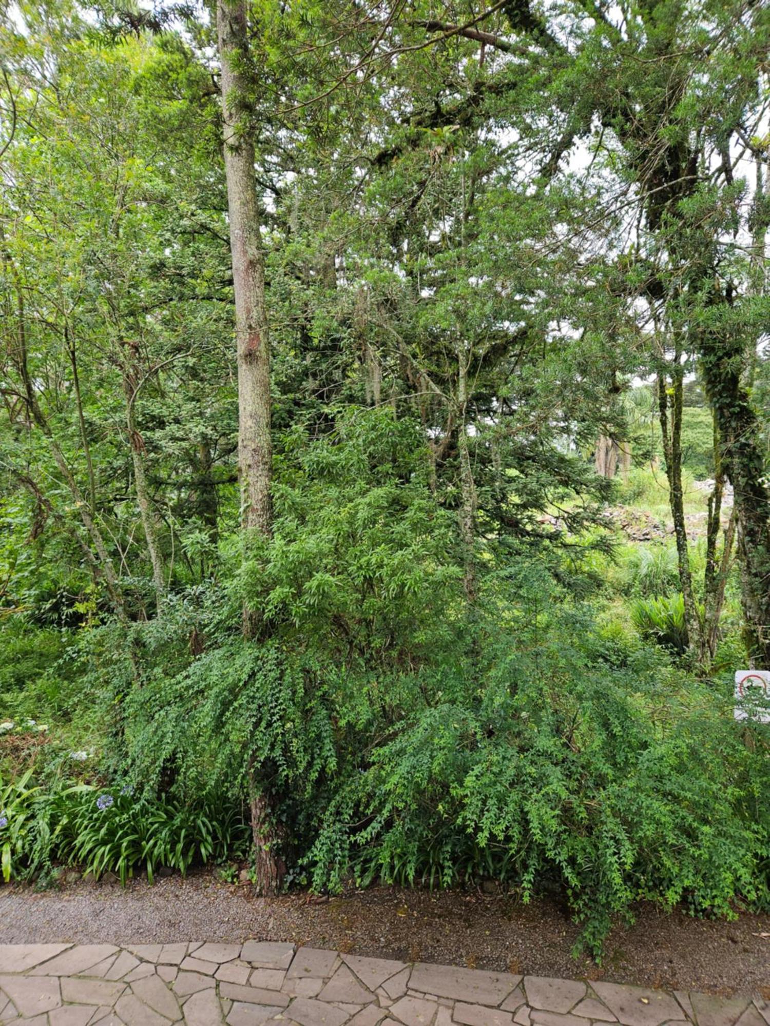 Cantinho Das Oliveiras. Gramado Buitenkant foto